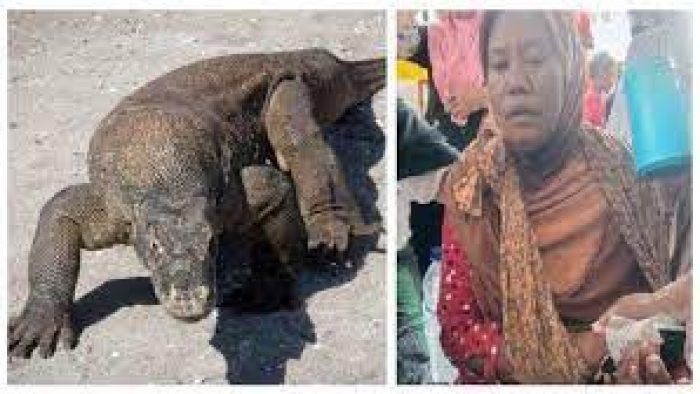 Emak-emak Digigit Komodo di Depan Rumah (foto:net/ist)