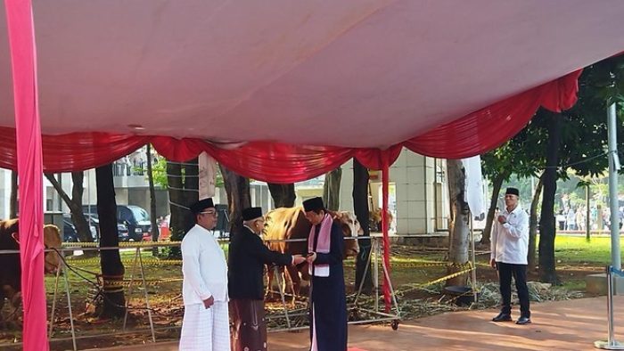 Ma'ruf Amin serahkan sapi kurban ke Masjid Istiqlal. (Foto: Kurniawan Fadilah/detikcom)