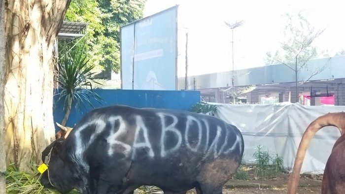 Sapi kurban dari Prabowo Subianto di Istiqlal, 17 Juni 2024. (Kurniawan Fadilah/detikcom)