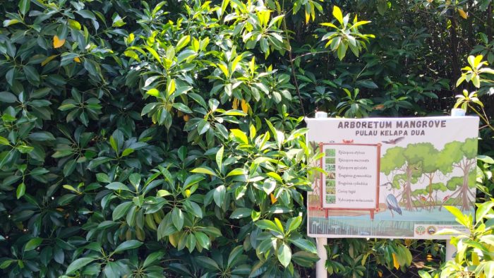 Tanaman Manggrove Jenis Rhizophora Stylosa yang menjadi Benteng Pertahanan daratan Pulau Harapan Kepulauan Seribu DKI Jakarta
