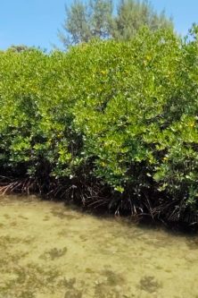 Tanaman Manggrove yang menjadi Benteng Pertahanan daratan Pulau Harapan Kepulauan Seribu DKI Jakarta